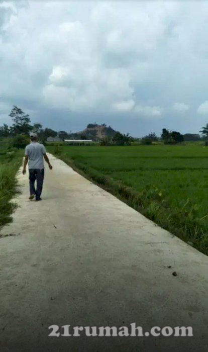 Dijual sawah produktif di sidoluhur godean