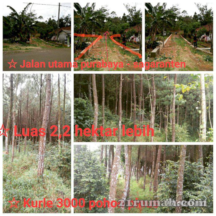 tanah bentuk gentong kebun pinus 
