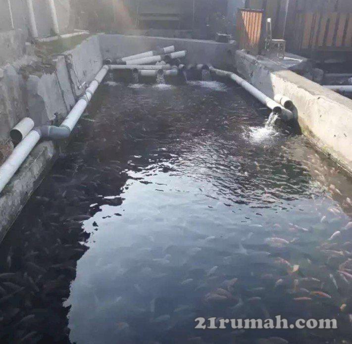 Dijual kolam pembesaran ikan nila