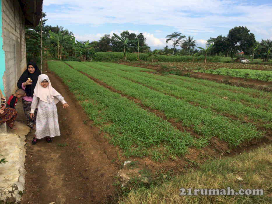 Dijual tanah kavling edisi butuh uang