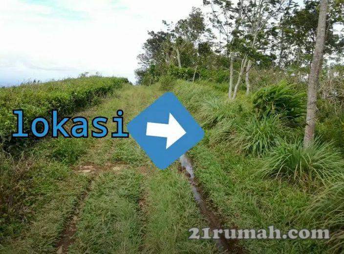 Tanah Luas 1500m2. Kemuning