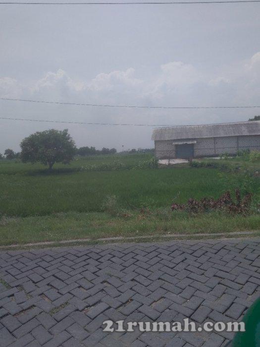 Jual tanah produktif 0 jl utama kec.sarirejo lamongan