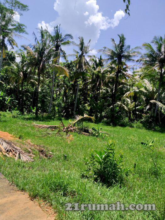 Tanah pekarangan murah investasi masa depan