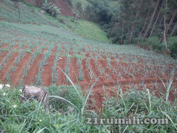Tanah strategis 5000 m2 di Tosari Pasuruan, dekat Gunung Bromo