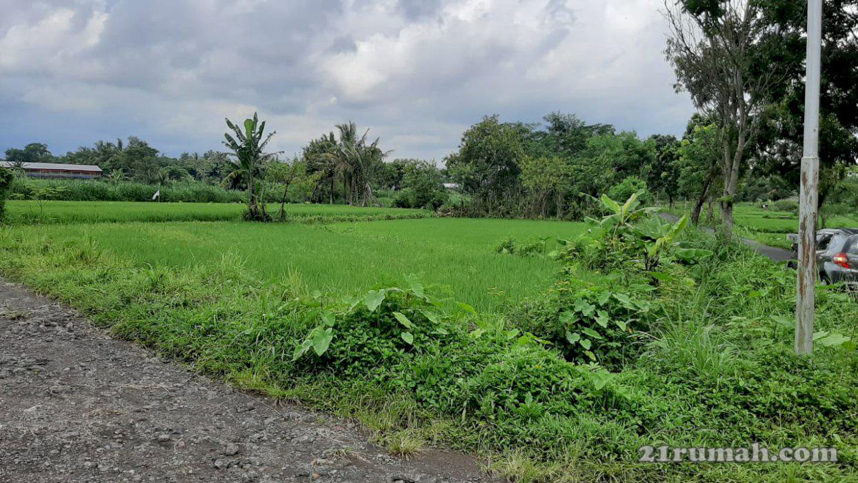 Di jual tanah sawah di Jl. Palagan Km 12