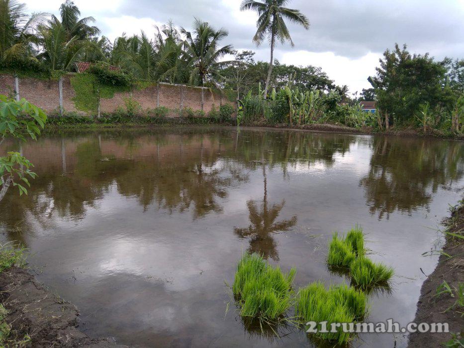Tanah sawah di dekat jakal km 10