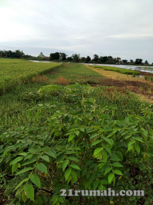 Tanah sawah masih bisa produksi dan bisa diuruk untuk rumah
