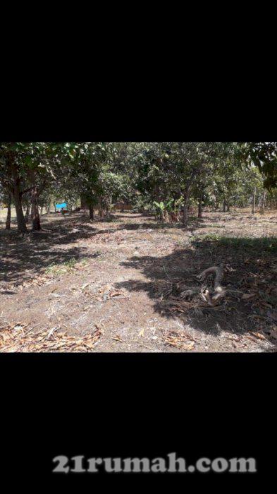 Bismillah., Turun Harga. Tanah/kebun 31 Bata, dekat dgn jln tol cipali