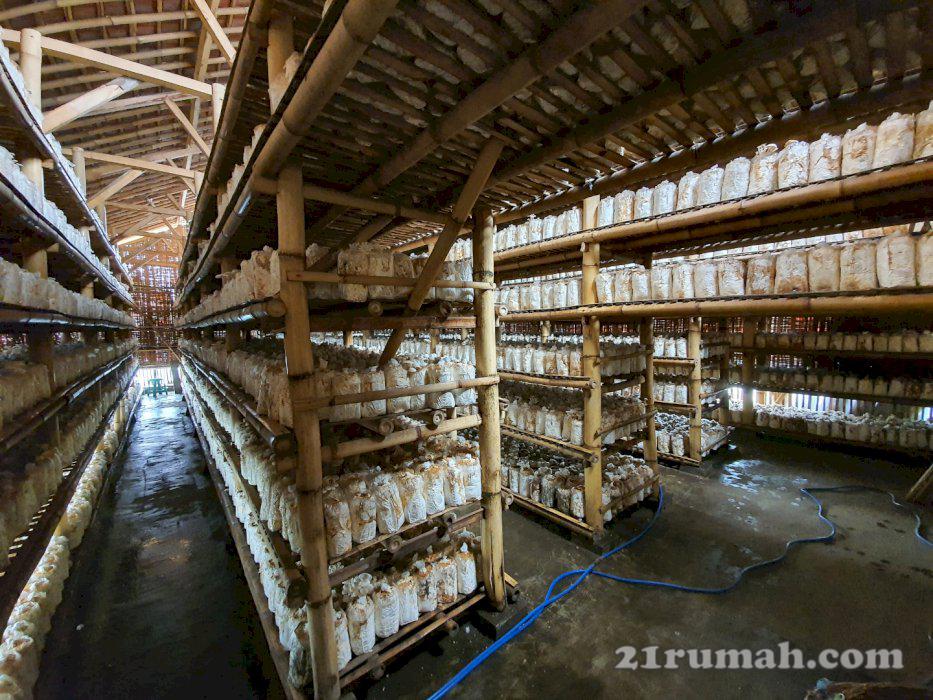 Tanah+Kubung Budidaya Jamur  Cisarua Bdg