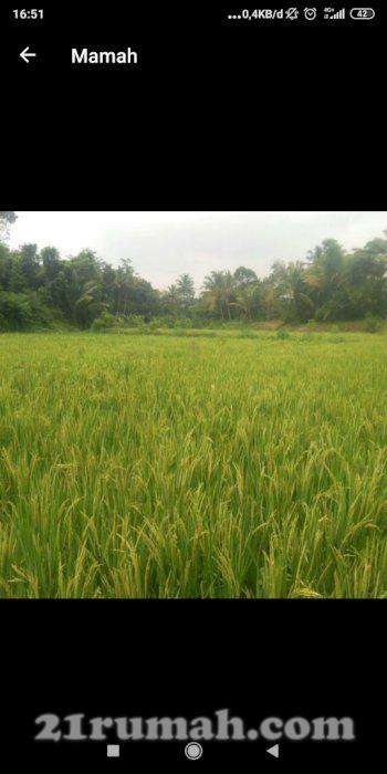 Jual sawah buat investasi 