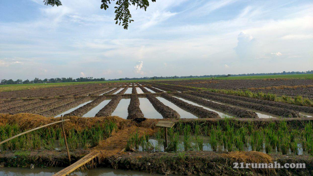 Tanah sawah rawamerta karawang