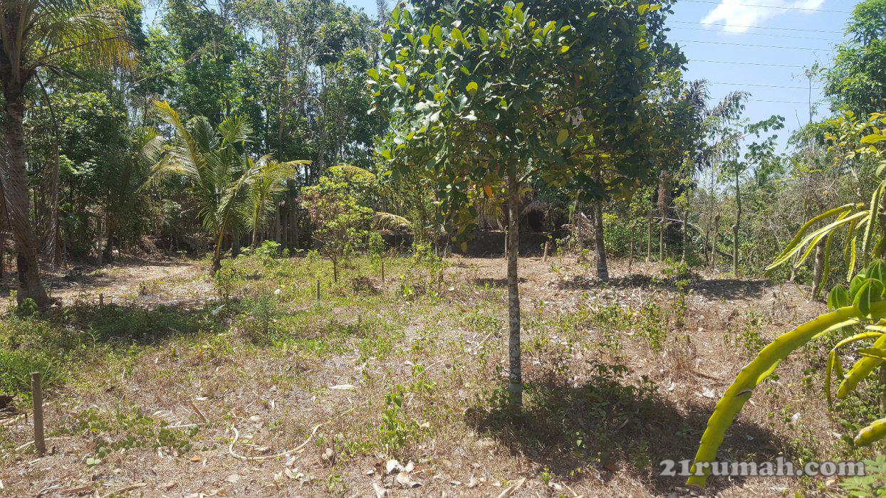 Lahan Kampung exotik dan damai