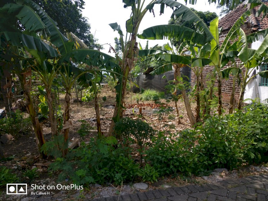 Dijual Cepat Tanah Lokasi Parerejo, Purwodadi, Pasuruan, Jawa Timur