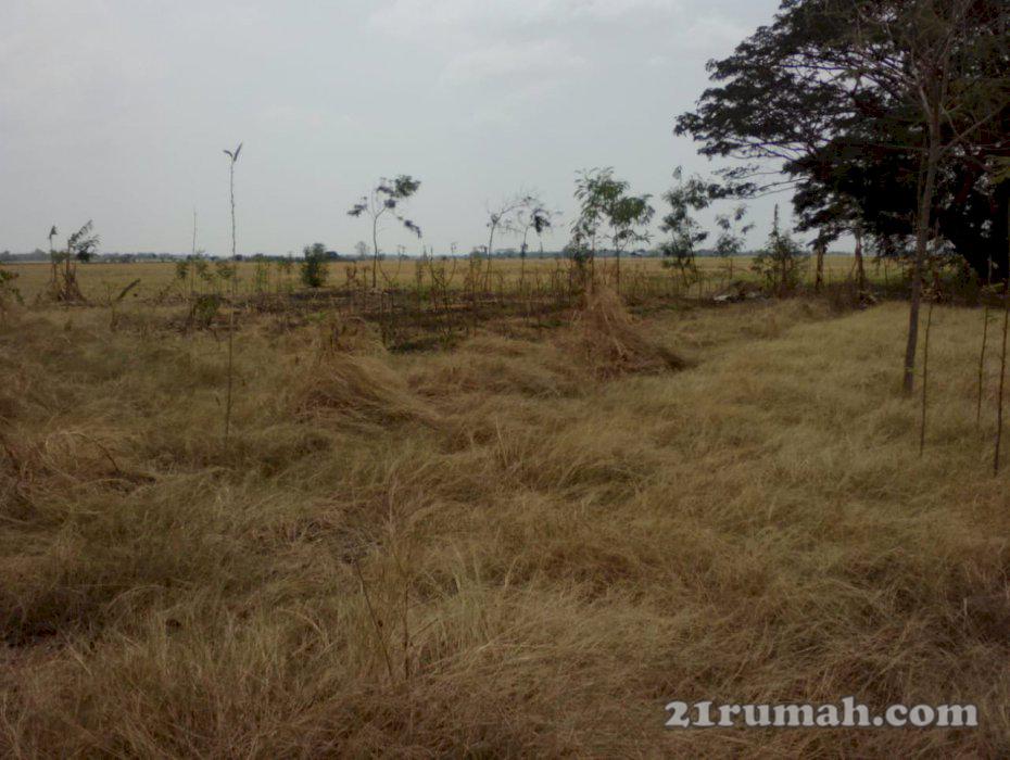 Tanah Strategis Bangun Perumahan Pinggir Jalan Raya Gabus