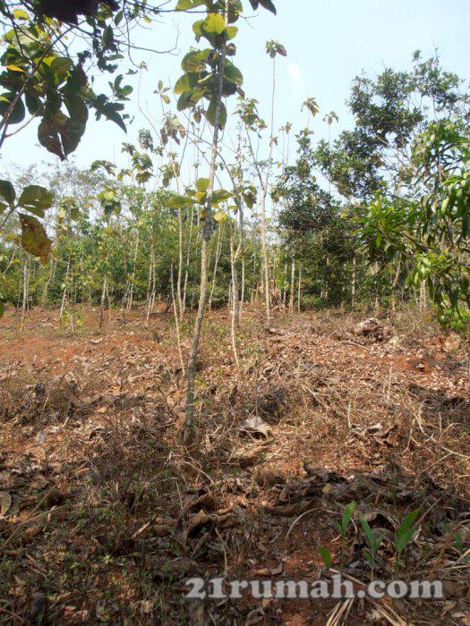 Dijual Tanah plus tanaman jati