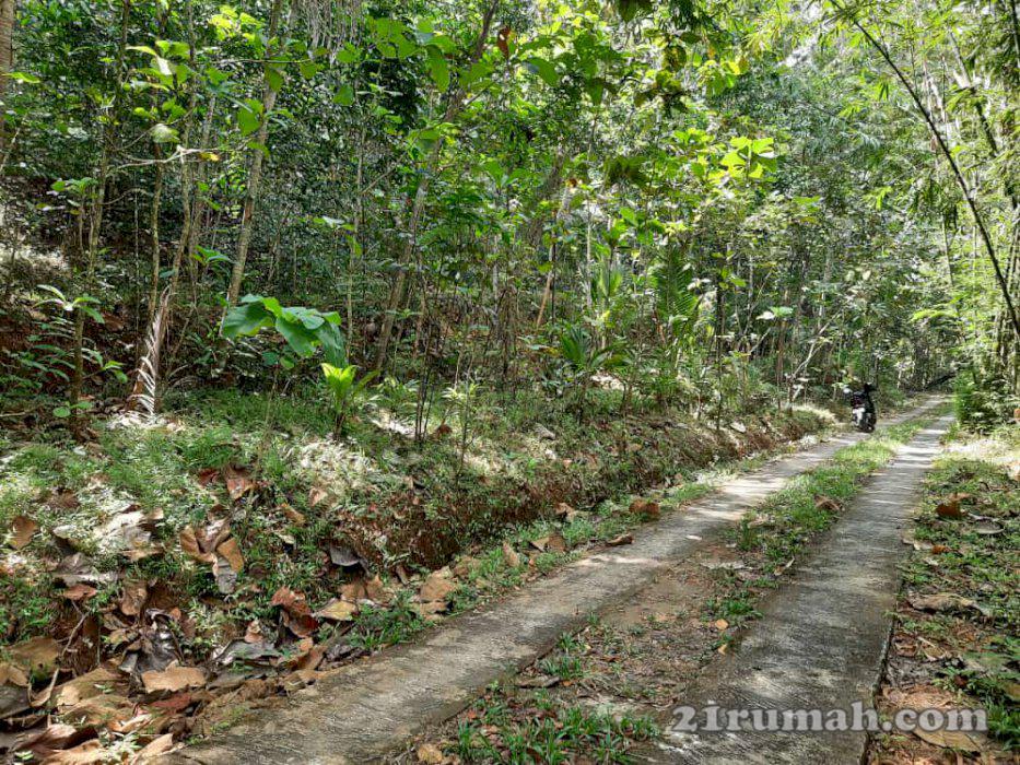 Tanah murah meriah bosku 