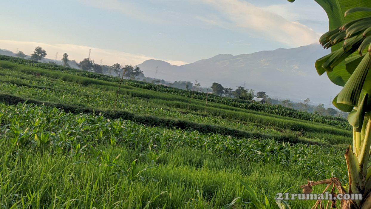 Sawah produktif yang sangat cocok buat investasi