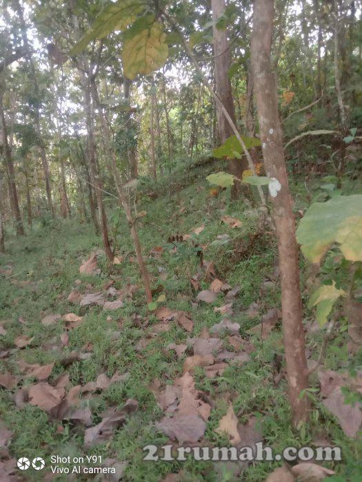 Dijual pekarangan view sawah di samigaluh 