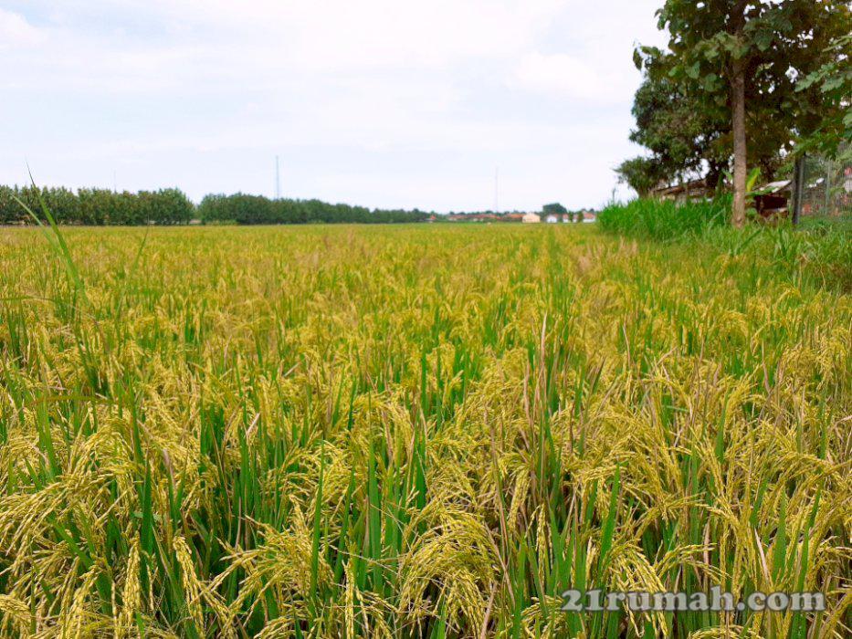 Dijual Secepatnya : Tanah Sawah Datar Bersungai