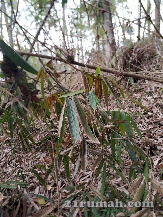 Tanah lengkap dengan kayu dan bambu 1266 m2