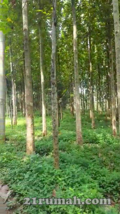 Tanah lokasi depan jln raya Cibedug Ciawi Bogor luas tanah 2 Hektar harga nego