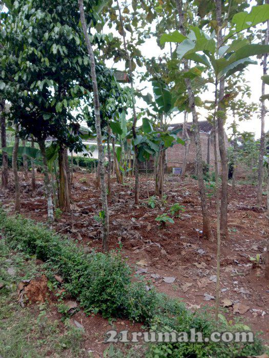 Jual tanah kebun luas 2446m2 beserta pohon jatinya sangat cocol untuk investasi