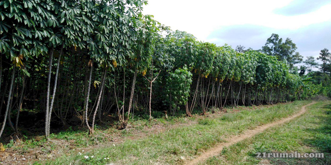 Tanah murah di BSB strategis