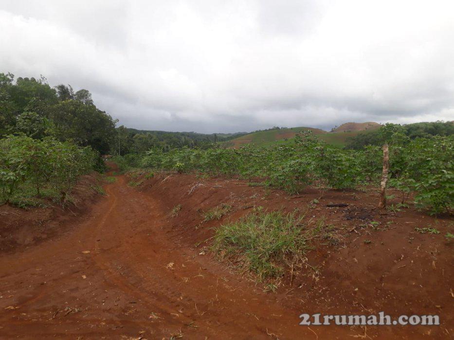 Di jual Lahan luas 100 hektar