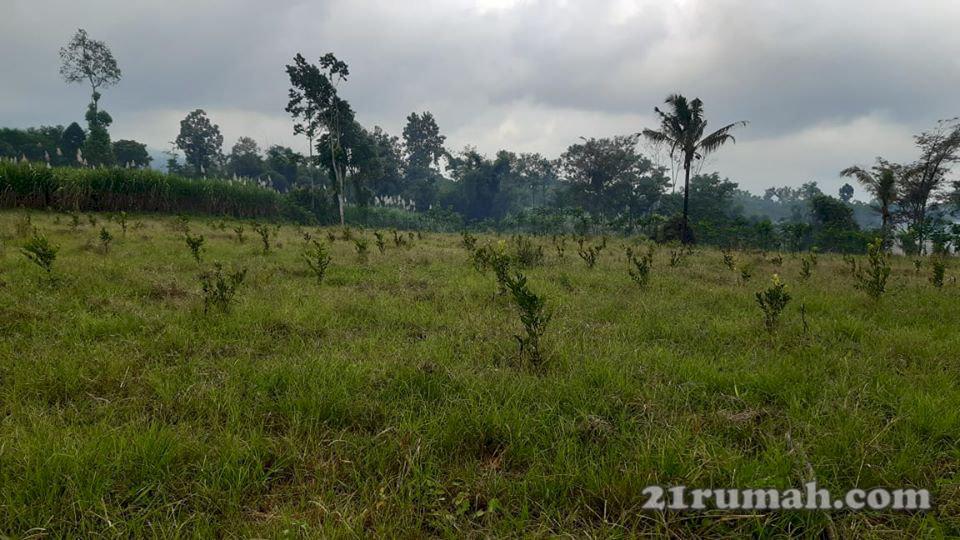 Dijual Sebidang Tanah Pertanian 