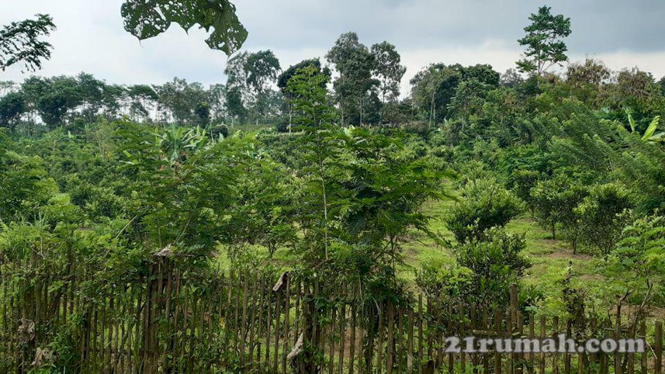 Dijual Sebidang Tanah Pertanian (Sudah ditanami jeruk)