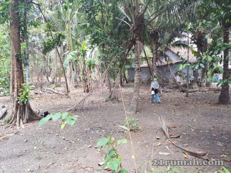 Jual Tanah Kosong 1298 m2 di Sanden Bantul Jogja