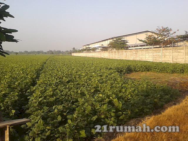 tanah di jual di perbatasan Kudus