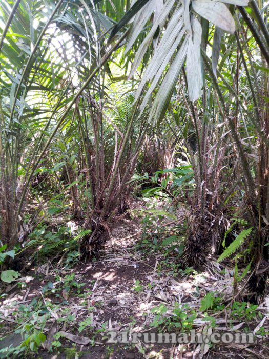 Tanah Pekarangan subur, Suasana Pedesaan