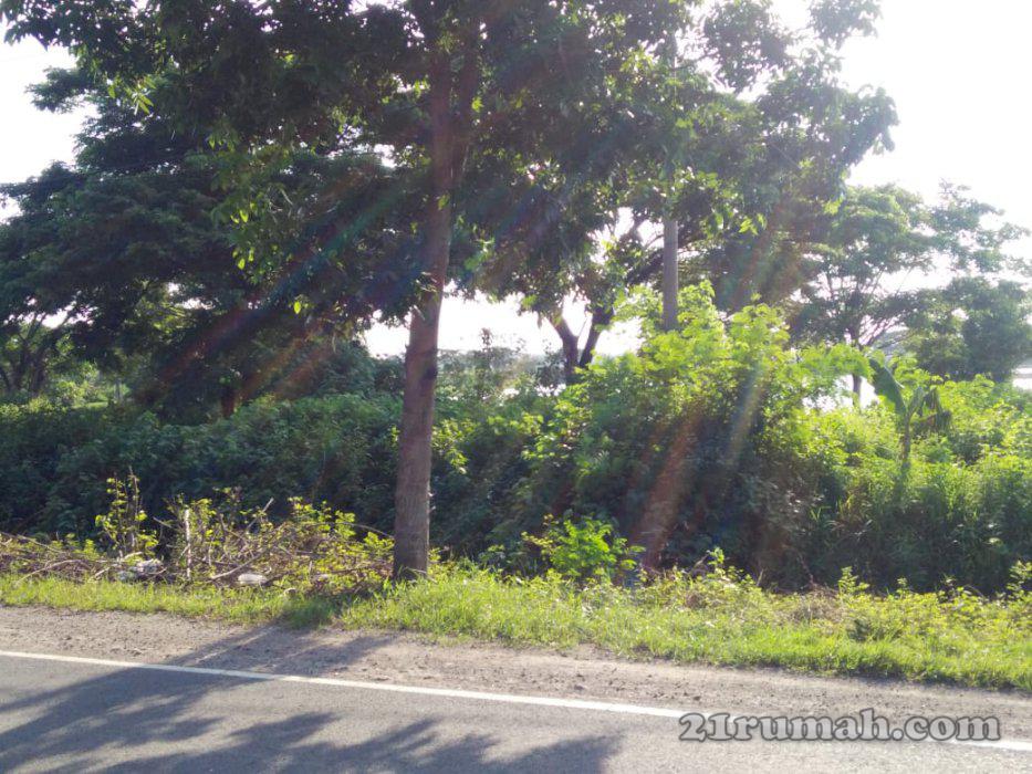 Di JUAL TANAH TAMBAK O JALAN RAYA DEKAT DENGAN PELABUHAN JIIPE GRESIK