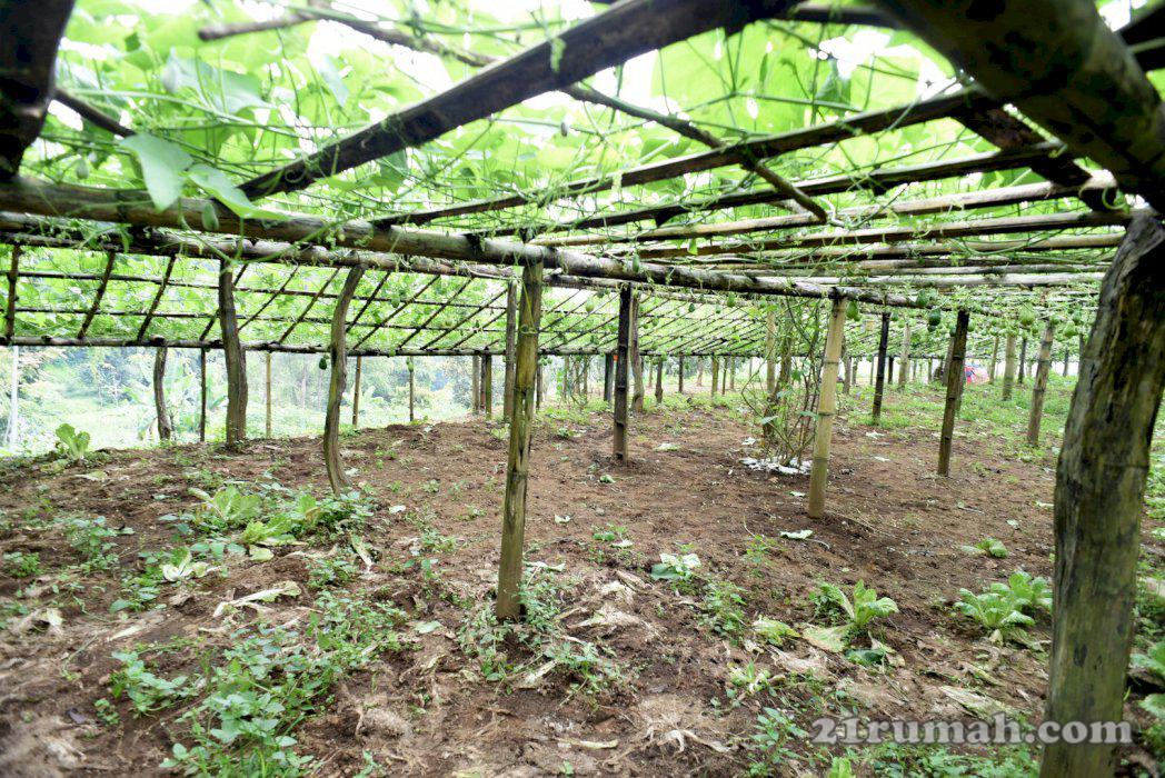 Tanah di Kopeng subur dan bagus