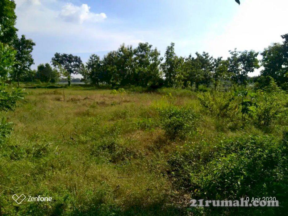 Tanah Sukodono Panceng Gresik