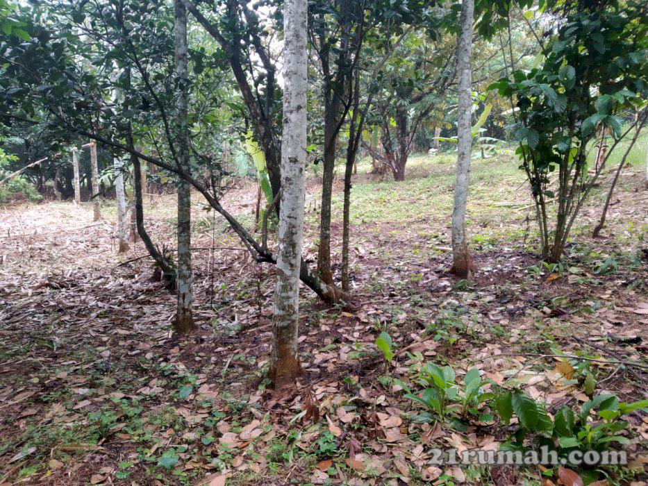 Dijual Tanah Darat (KEBUN)