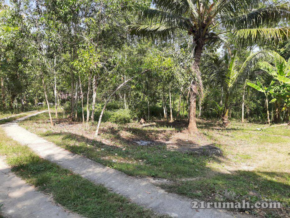 Tanah dijual murah bisa ditempo