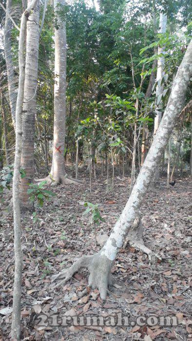 Tanah dijual murah dekat Bandara YIA