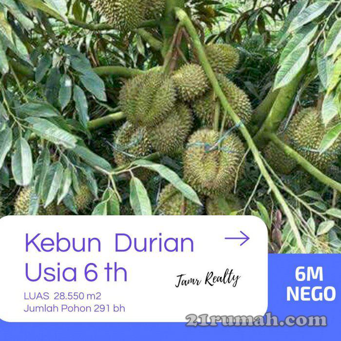Jual Kebun   Durian DI Cintamanik CIGUDEG BOGOR