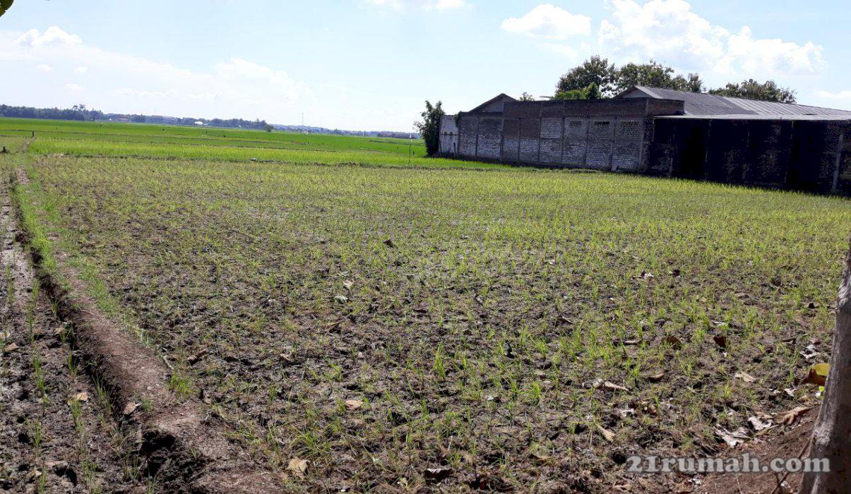 Tanah Sawah SHM Kedungpring Lamongan