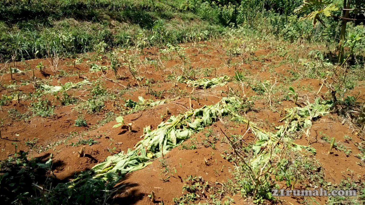 tanah cocok untuk villa tanjung sari dekat simpang susun tol cisumdawu