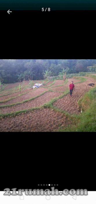 Tanah sawah lauwiliyang subur 