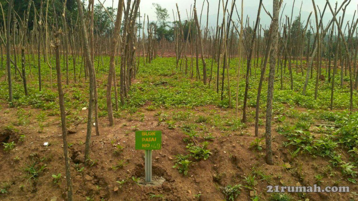 Kavling Siap Bangun hanya 40 Juta an luas 100 M