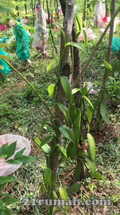 Kavling Siap Bangun hanya 40 Juta an luas 100 M