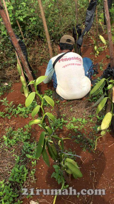 Nuansa Alam Transyogi, Kavling Murah di Bogor