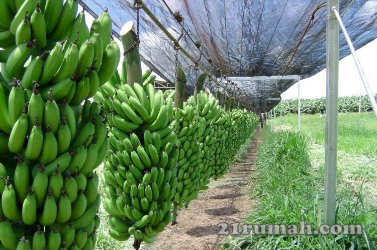 Viral Tanah 100 M Hanya 45 Juta, Bonus 15 Pohon Pisang dan Vanili