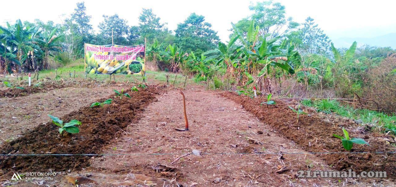 Investasi Aman & Menghasilkan, Beli Tanah dpt Income Rutin