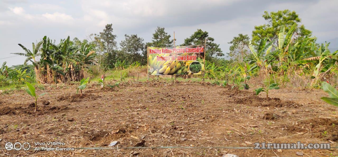 Viral Tanah 100 M Hanya 45 Juta, Bonus 15 Pohon Pisang dan Vanili