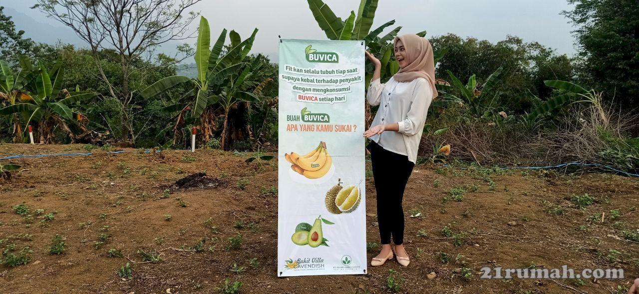 Viral Tanah 100 M Hanya 45 Juta, Bonus 15 Pohon Pisang dan Vanili